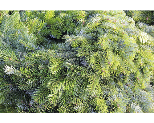 Close-up van sparrentakken