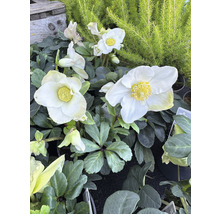 Close-up van witte kerstrozenbloemen met gele meeldraden