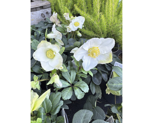 Close-up van witte kerstrozenbloemen met gele meeldraden