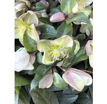 FLORASELF Kerstroos Helleborus viridis 'Winter Darling' potmaat Ø 21,0 cm H 25-35 cm
