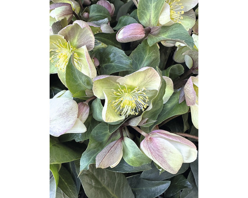 Close-up van nieskruidbloemen met groene bladeren