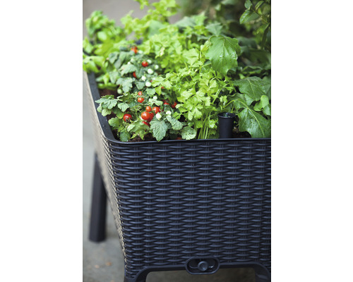 Rieten plantenbak gevuld met tomatenplanten en kruiden