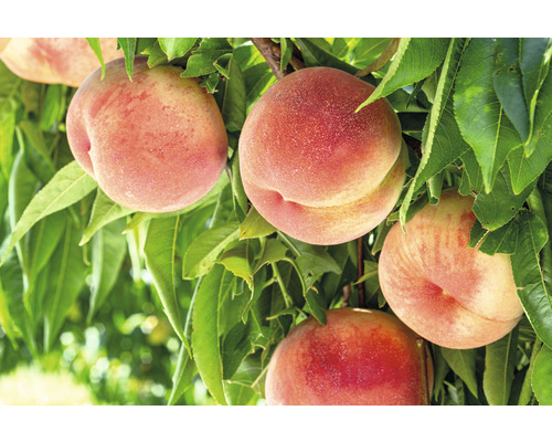 FLORASELF® Perzikboom Prunus persica 'Roter Ellerstedter'