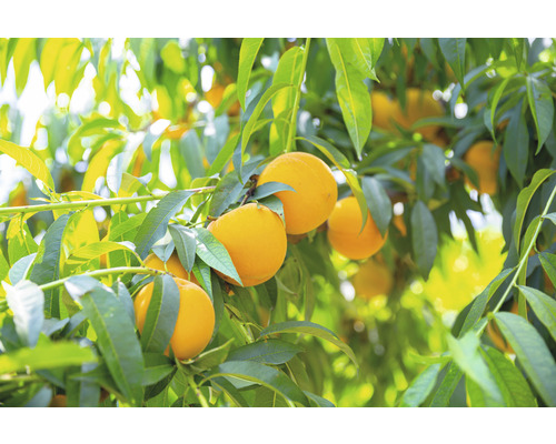 FLORASELF® Perzikboom Prunus persica 'Honingzon' potmaat Ø25 cm