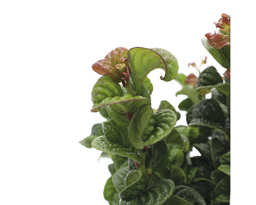 Detailopname van een gekrulde plant met groene bladeren.