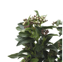 FLORASELF Sneeuwbal Viburnum Tinus potmaat Ø 17 cm H 15-25 cm