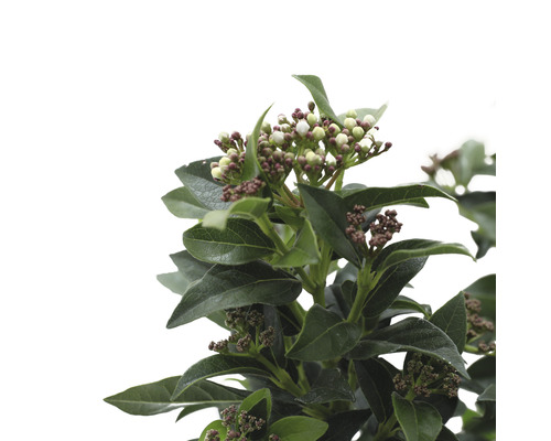 Close-up van een Viburnum tinus plant met bladeren en bloemknoppen