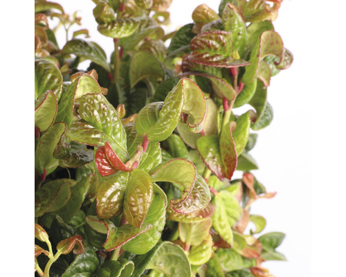 Detailopname van een dwergmispel plant met groene bladeren