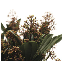 FloraSelf Skimmia Skimmia japonica 'Rubella' potmaat Ø 19 cm H 20-30 cm