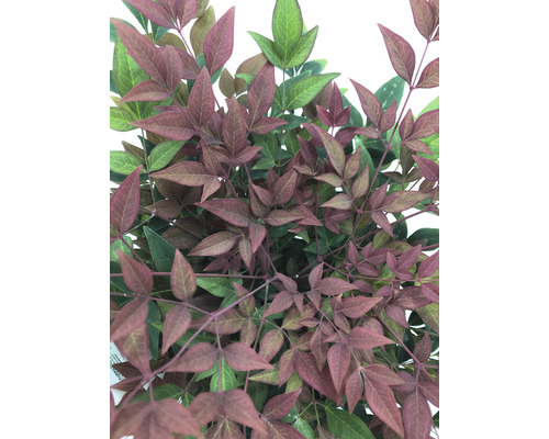 Nandina plant met bladeren