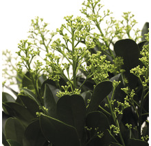 Close-up van een skimmia met bloemknoppen en bladeren