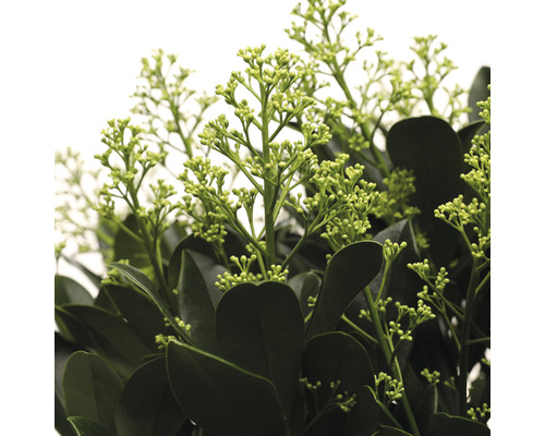 Close-up van een skimmia met bloemknoppen en bladeren