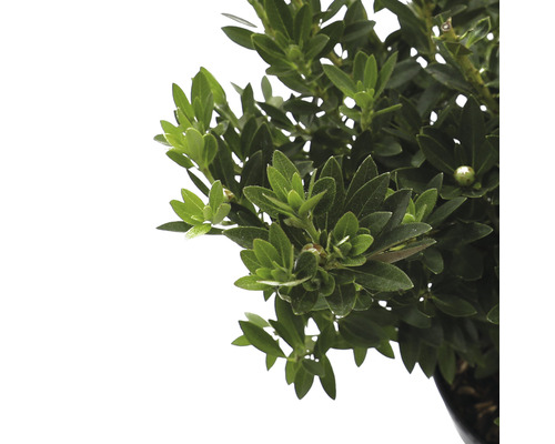 Groenblijvende, compacte struik met kleine bladeren