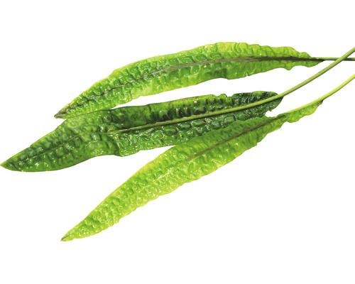 Eikvaren op een witte achtergrond