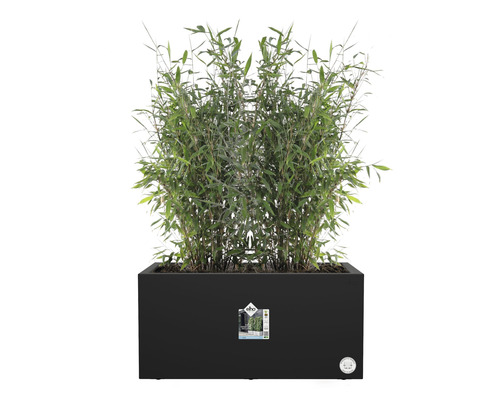 Bamboe in een zwarte plantenbak