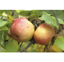 Twee appels aan de boom