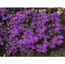 Bloeiende rododendron in de tuin