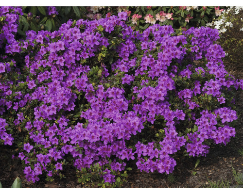 FLORASELF Rhododendron Rhododendron obtusum 'Königstein' potmaat 5 liter H 30-40 cm Bloeiende rhododendronstruik met lila bloemen