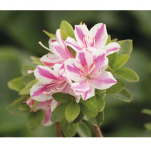 Azalea met gestreepte bloemen en groene bladeren