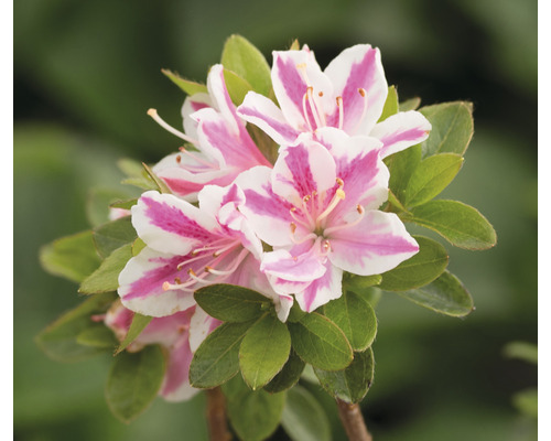 FLORASELF Rhododendron Rhododendron obtusum 'Kermesina' potmaat 5 liter H 30-40 cm