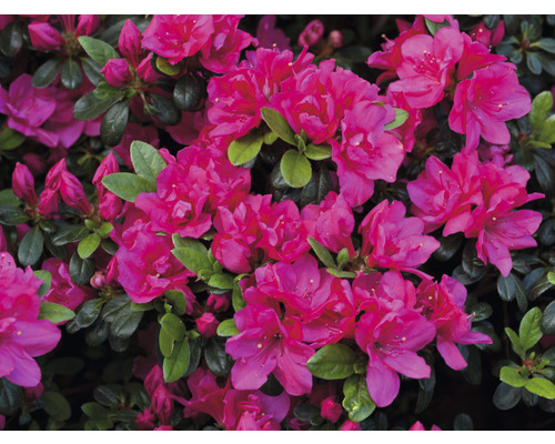 FLORASELF Rhododendron Rhododendron obtusum 'Canzonetta' potmaat 5 liter H 30-40 cm