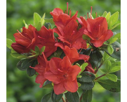 FLORASELF Rhododendron Rhododendron obtusum 'Fridoline' potmaat 3 liter Ø 19,0 cm H 25-30 cm