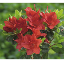 Azalea met rode bloemen en groene bladeren