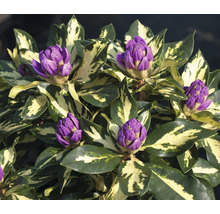 Close-up van een rododendronplant met paarse bloemknoppen en bont blad.