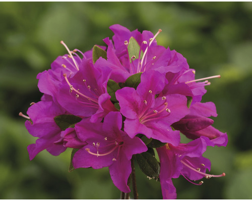 FLORASELF Rhododendron Rhododendron obtusum 'Purpurtraum' potmaat 5 liter H 30-40 cm Close-up van een paarse bloem van de Rhododendron plant.