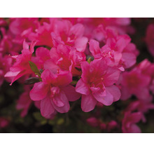 Close-up van roze azaleabloemen