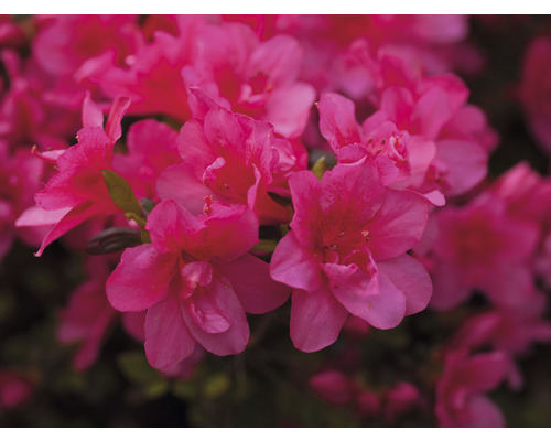 FLORASELF Rhododendron Rhododendron obtusum 'Gislinde' potmaat 5 liter H 30-40 cm Close-up van azaleabloemen
