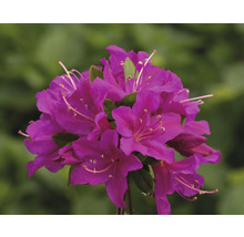 Close-up van een paars bloeiende azalea