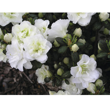 Close-up van witte azaleabloemen