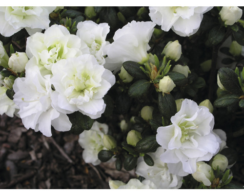 FLORASELF Rhododendron Rhododendron obtusum 'Schneeperle' potmaat 5 liter H 30-40 cm