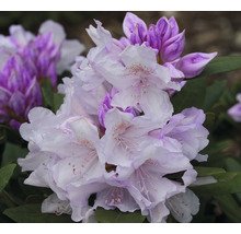 Close-up van rhododendronbloemen