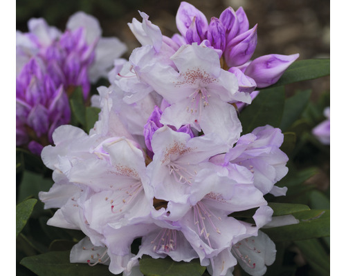 FLORASELF Rhododendron Rhododendron yakushimanum 'Biko' potmaat 5 liter H 30-40 cm