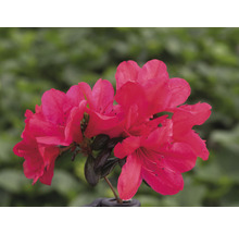 Bloeiende azalea in pot