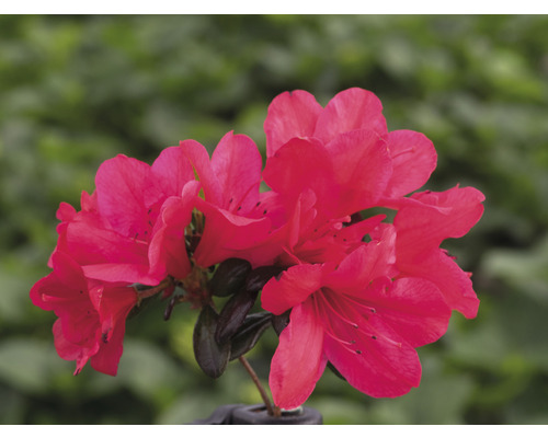 FLORASELF Rhododendron Rhododendron obtusum 'Little Red' potmaat 5 liter H 30-40 cm Bloeiende azalea in pot