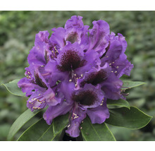 Close-up van een paarse rododendronbloem