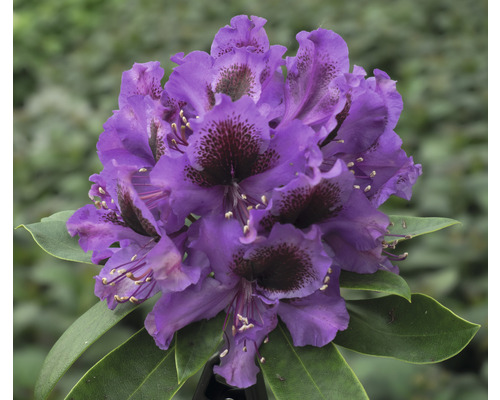 FLORASELF Rhododendron Rhododendron Hybride 'Orakel' potmaat 5 liter H 30-40 cm