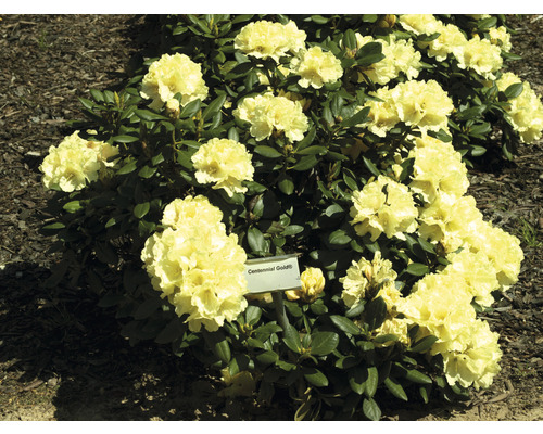 FLORASELF Rhododendron Rhododendron yakushimanum 'Centennial Gold' potmaat 5 liter H 30-40 cm