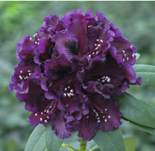 Bloem van een purperkleurige rododendronplant