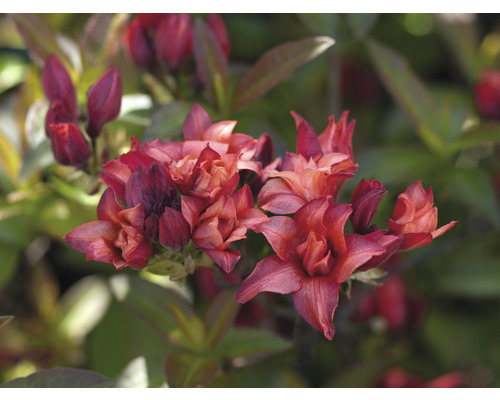 FLORASELF Rhododendron Rhododendron luteum potmaat 5 liter H 40-50 cm