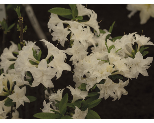 FLORASELF Rhododendron Rhododendron luteum potmaat 5 liter H 40-50 cm