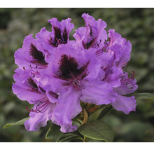 Close-up van een paarse rododendronbloem