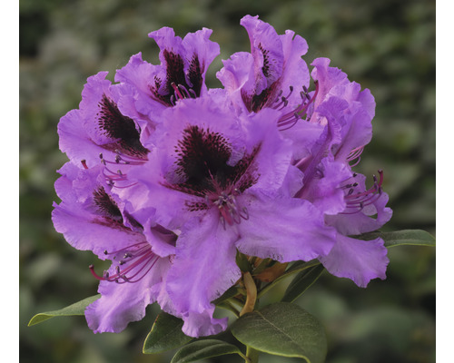 FLORASELF Rhododendron Rhododendron Hybride 'Rhododendronpark Graal-Müritz’ potmaat 7,5 liter H 40-50 cm