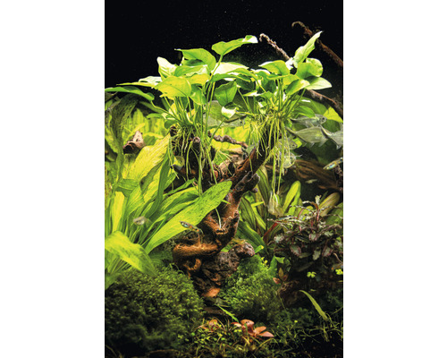 Aquarium met waterplanten en vissen