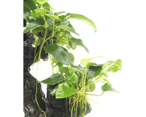 Aquariumplant op houten wortel