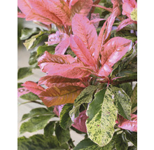 Op de foto zijn bladeren van een glansmispel te zien.