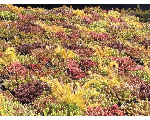 Close-up van een Sedum beplanting op een dak.